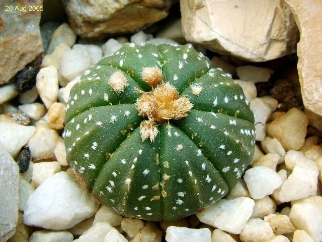 Astrophytum _asterias_ cv. 'Super_ Kabuto' form_ 05